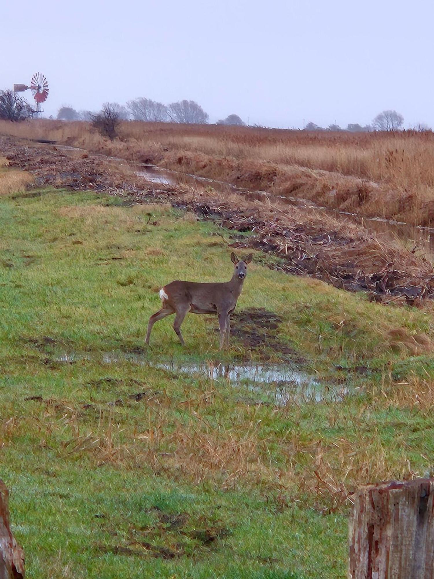 Ferienwohnung-Wildblume Petersdorf auf Fehmarn Kültér fotó