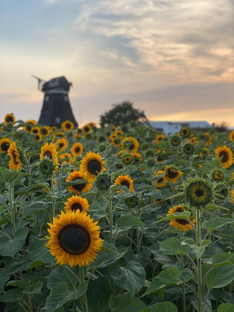 Ferienwohnung-Wildblume Petersdorf auf Fehmarn Kültér fotó
